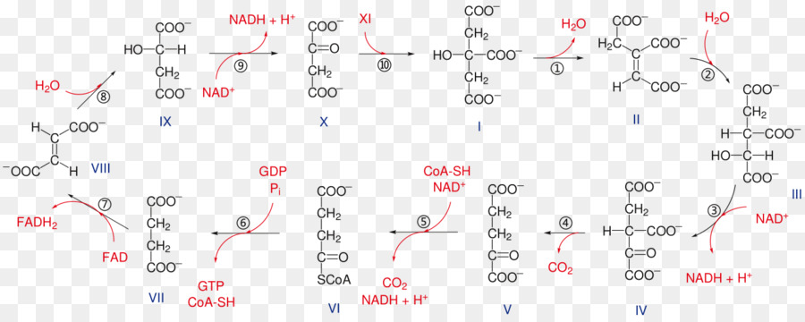 Cycle D'acide Citrique，Aconitic Acide PNG