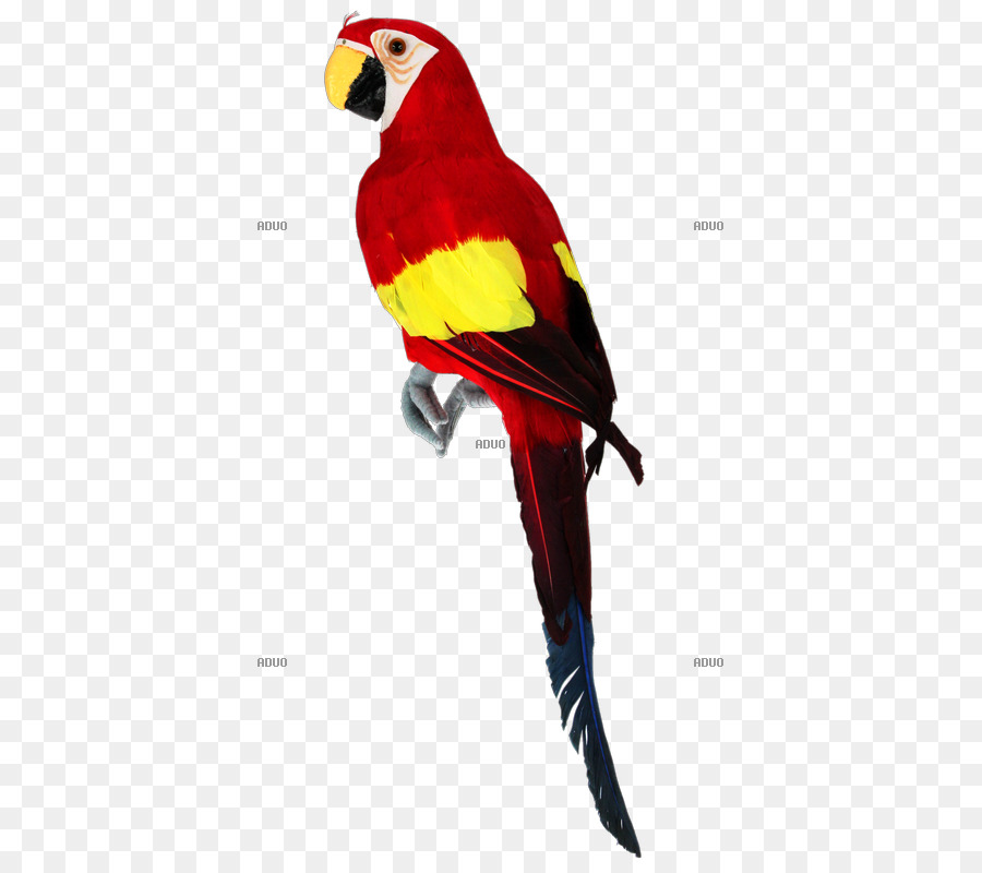 Ara，Oiseau PNG