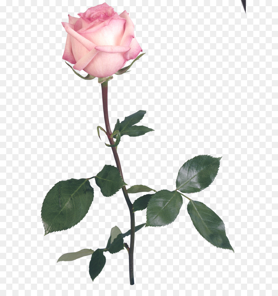 Rose Rose，Floraison PNG