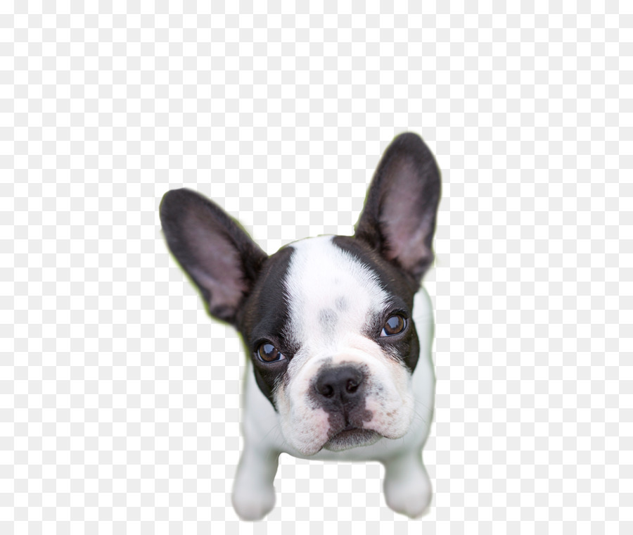 Bouledogue Français，Animal De Compagnie PNG