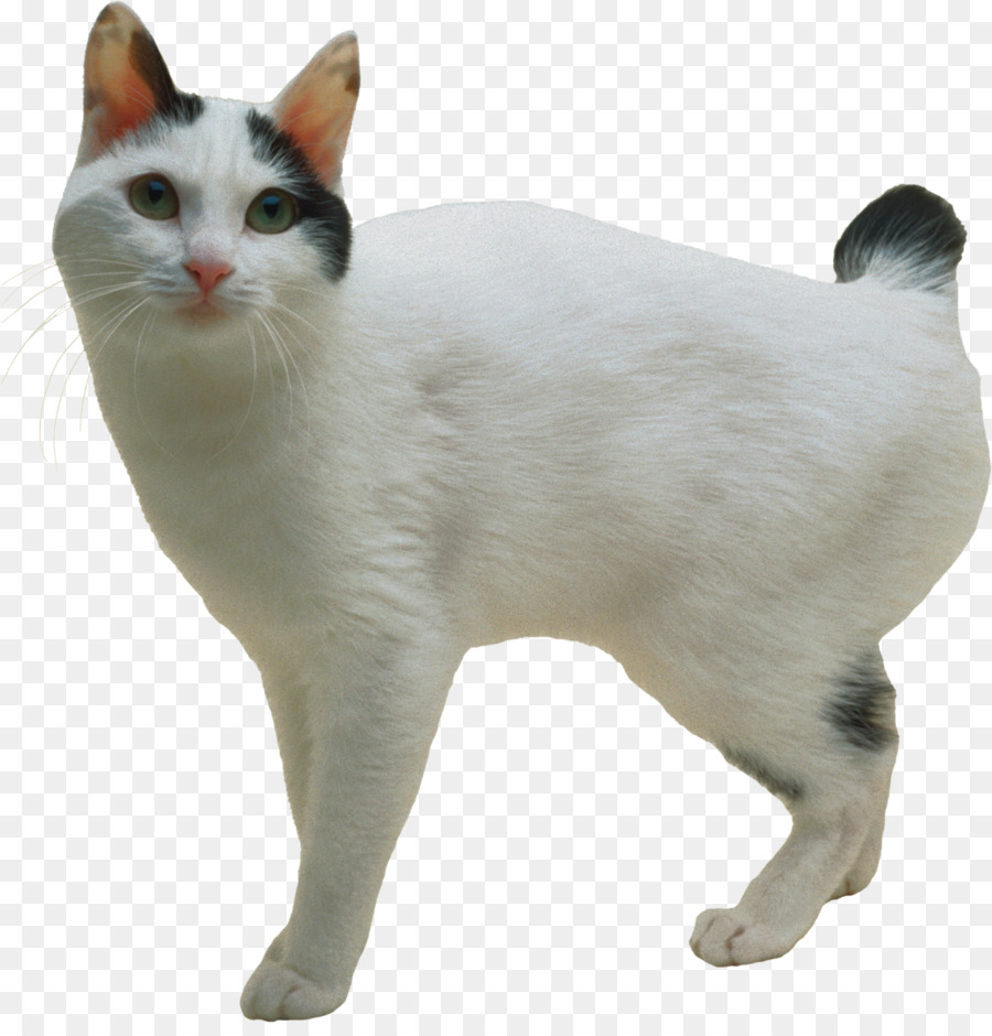 Chat，Animal De Compagnie PNG