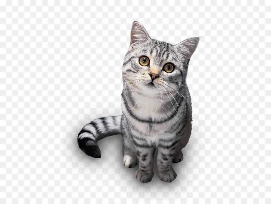 Chat Gris，Animal De Compagnie PNG