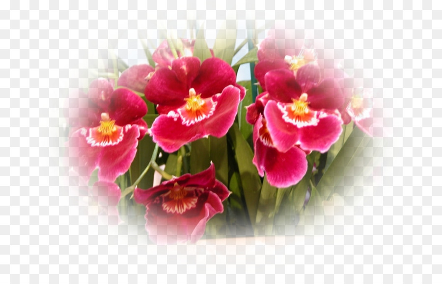 Teigne Des Orchidées，Rose M PNG