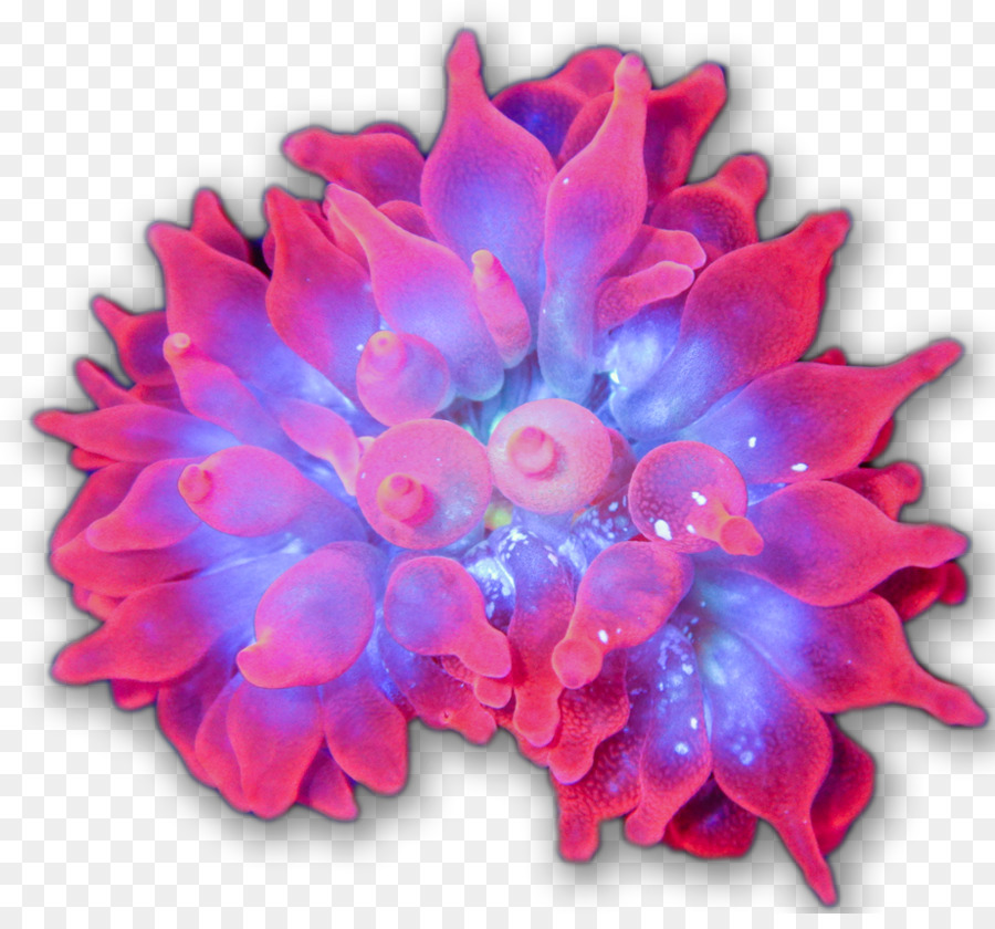 Pétale，Couper Les Fleurs PNG