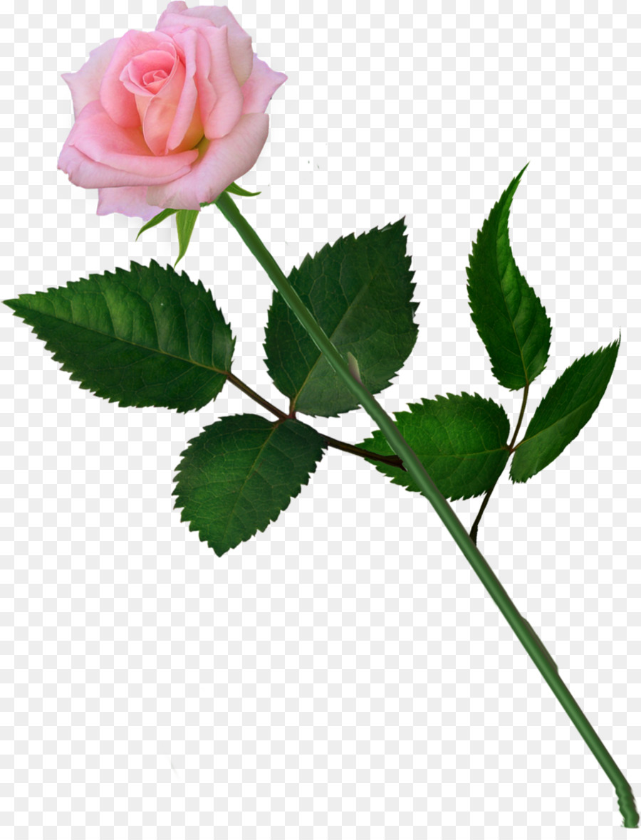 Rose Rose，Floraison PNG