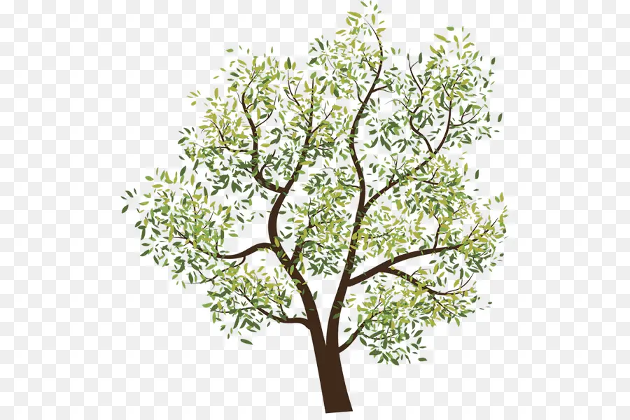 Arbre，Feuilles PNG