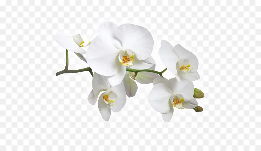 Orchidées Blanches，Pétales PNG