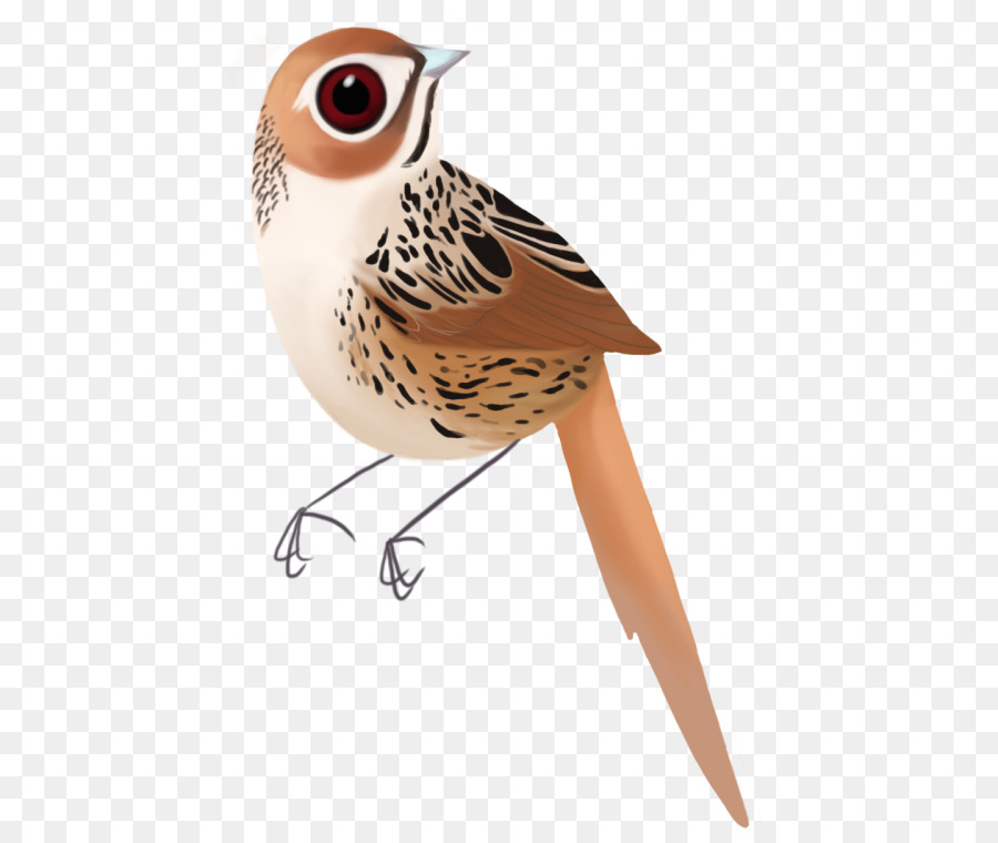 Oiseau，Plume PNG