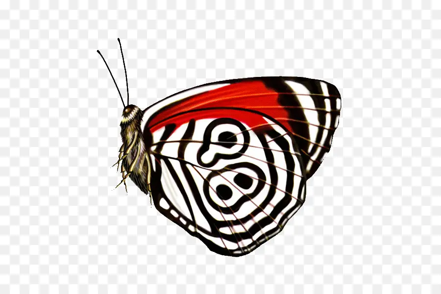 Papillon，Modèle PNG