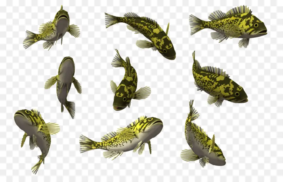 Poisson Jaune，Aquatique PNG