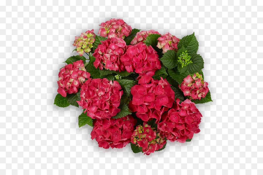 Fleurs Roses，Fleurir PNG