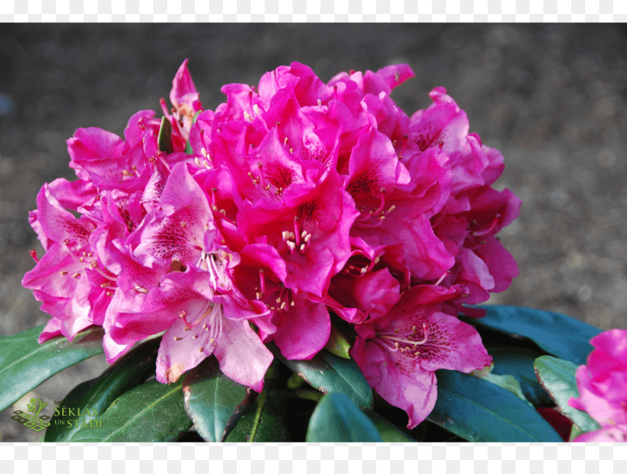 Azalée，Rhododendron PNG