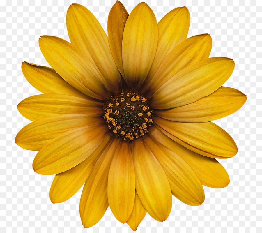 Fleur Jaune，Fleurir PNG