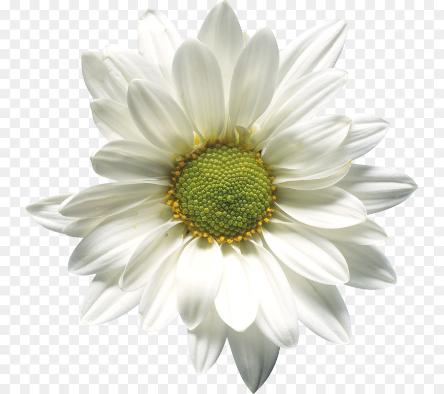 Marguerite，Blanc PNG