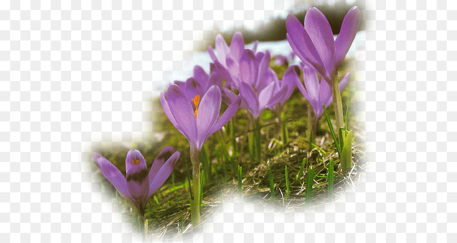 Fleurs Violettes，Jardin PNG