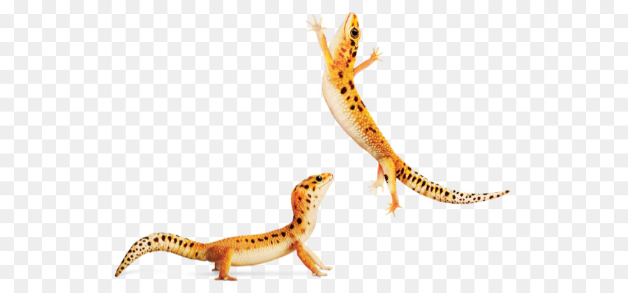 Gecko，Newt PNG