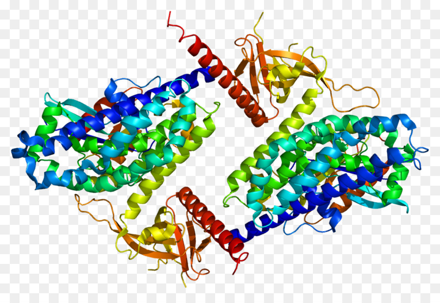 Structure Des Protéines，Molécule PNG