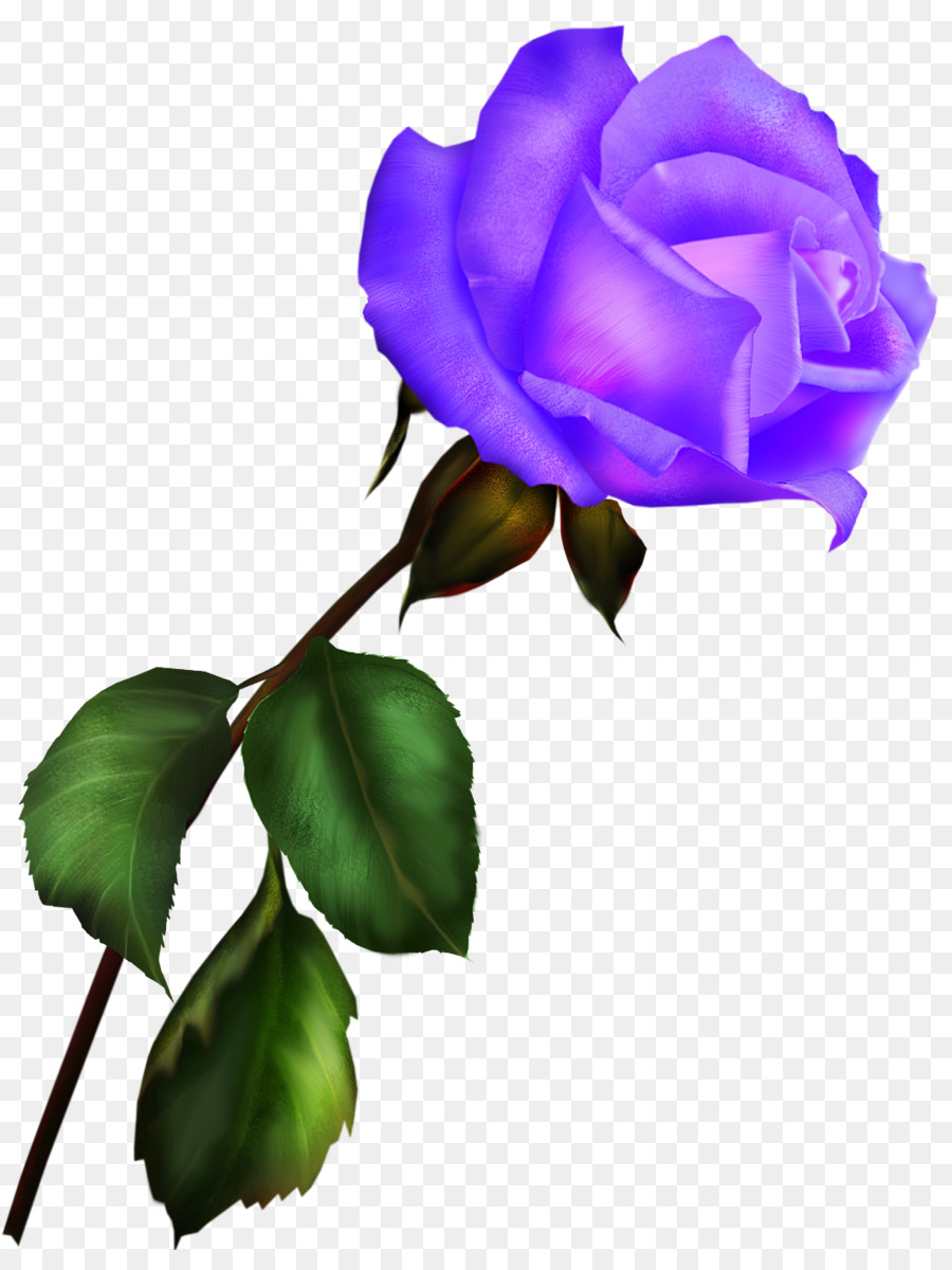 Rose Pourpre，Fleurir PNG