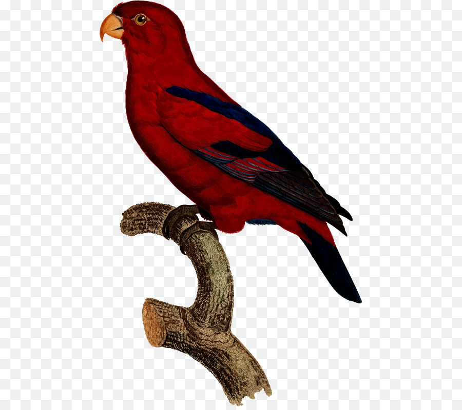 Perroquet Rouge，Exotique PNG