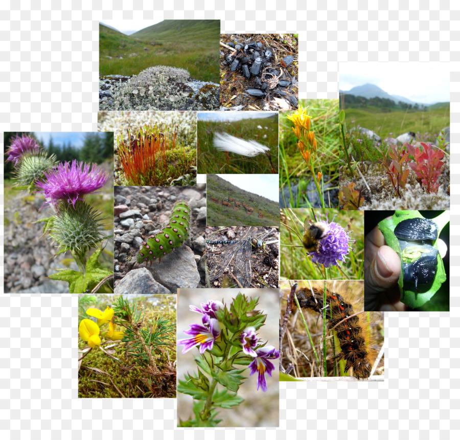 Collages Naturels，Plantes PNG