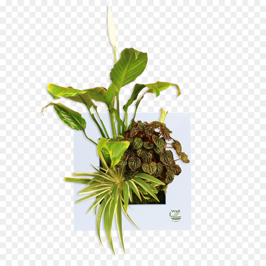 Feuille，Flowerpot PNG