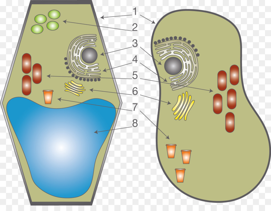 Diagramme De Cellules，Biologie PNG