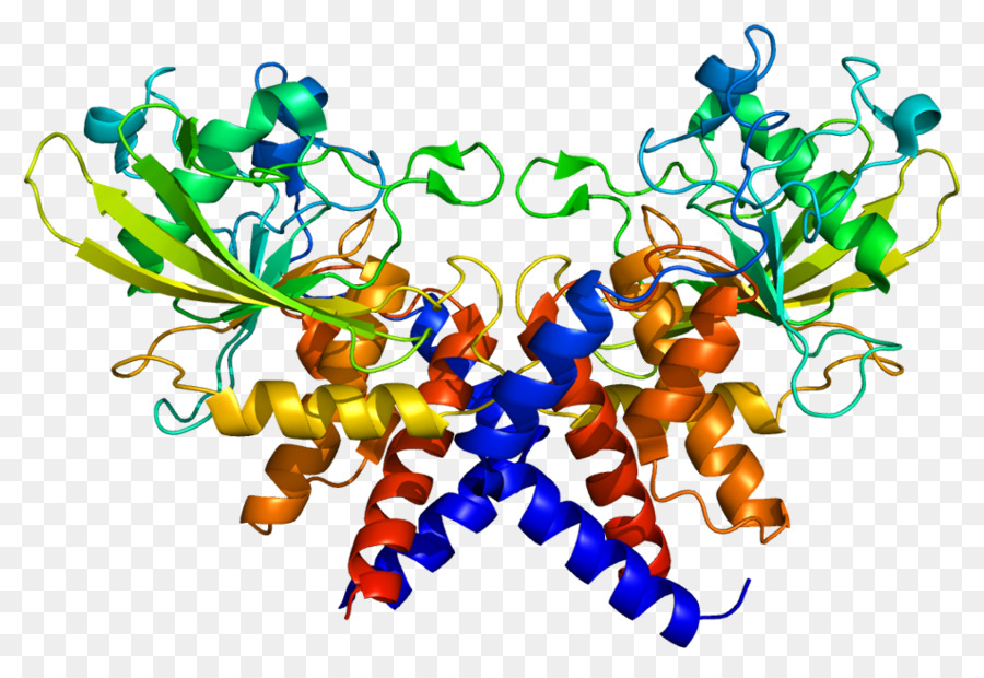 Structure Des Protéines，Biologie PNG