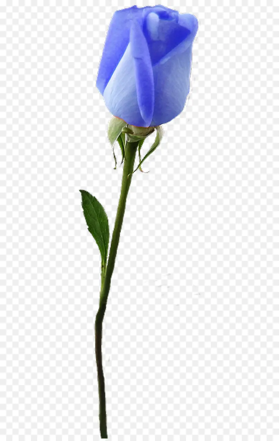 Rose Bleue，Tige PNG