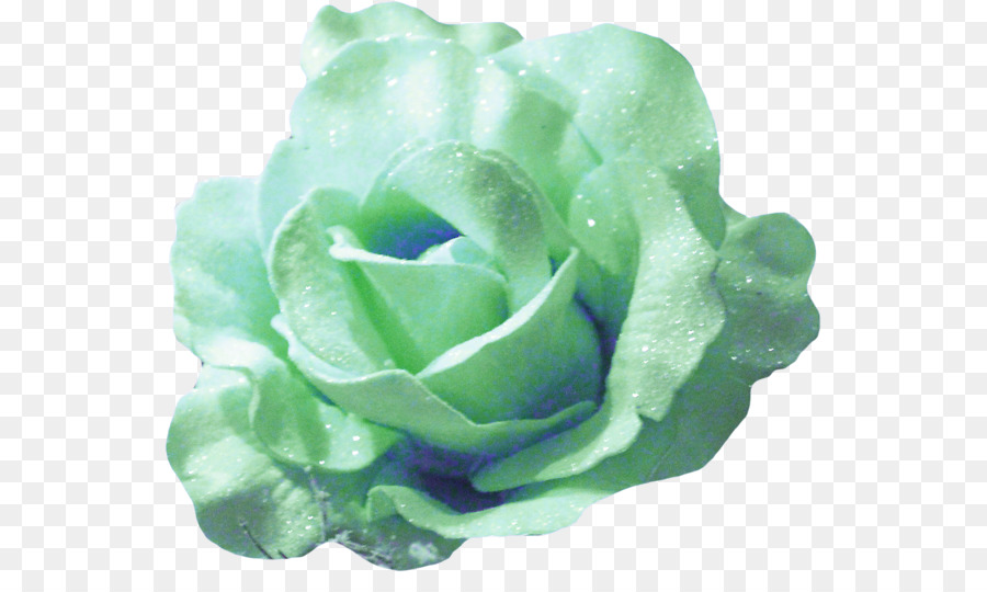 Succulent，Vert PNG