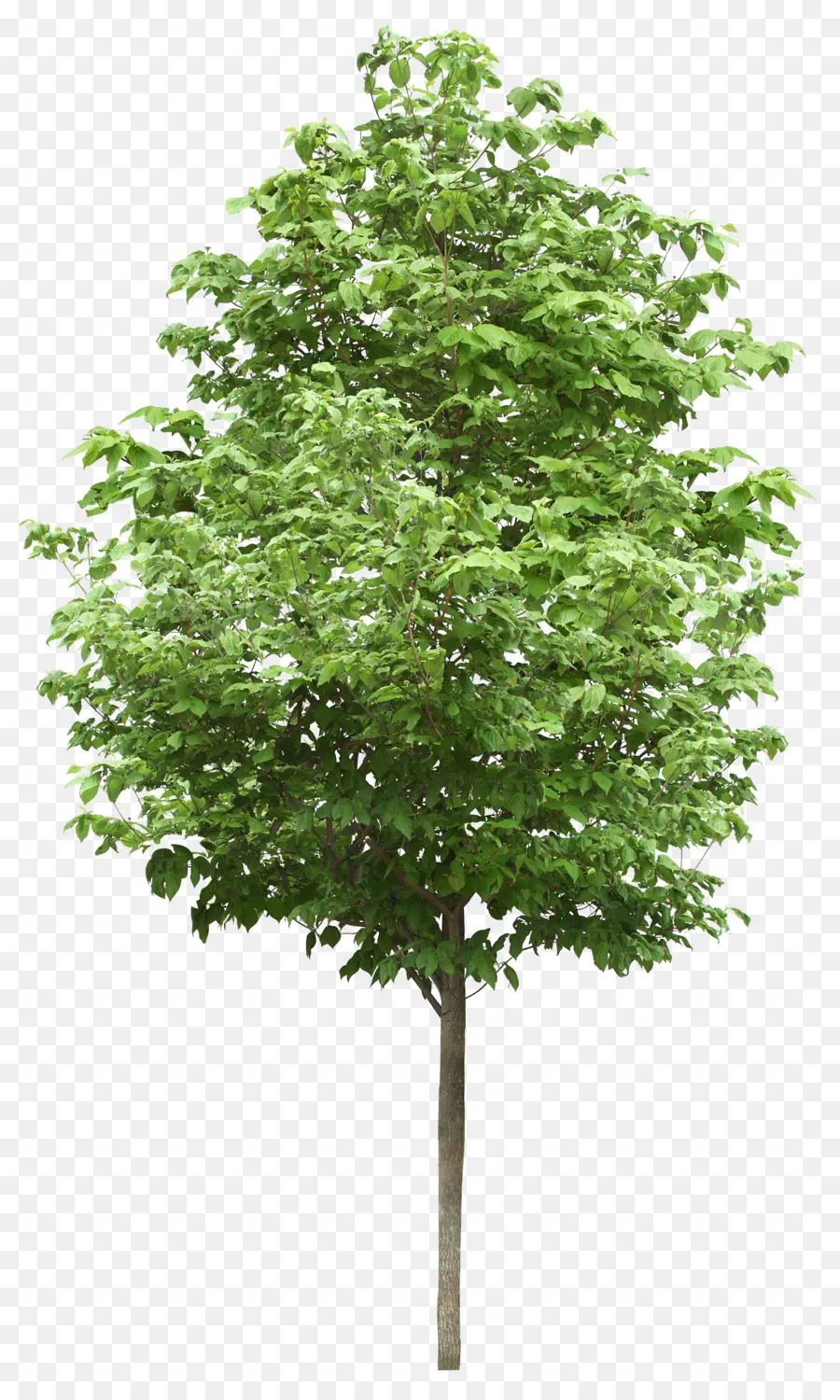 Arbre，Usine PNG