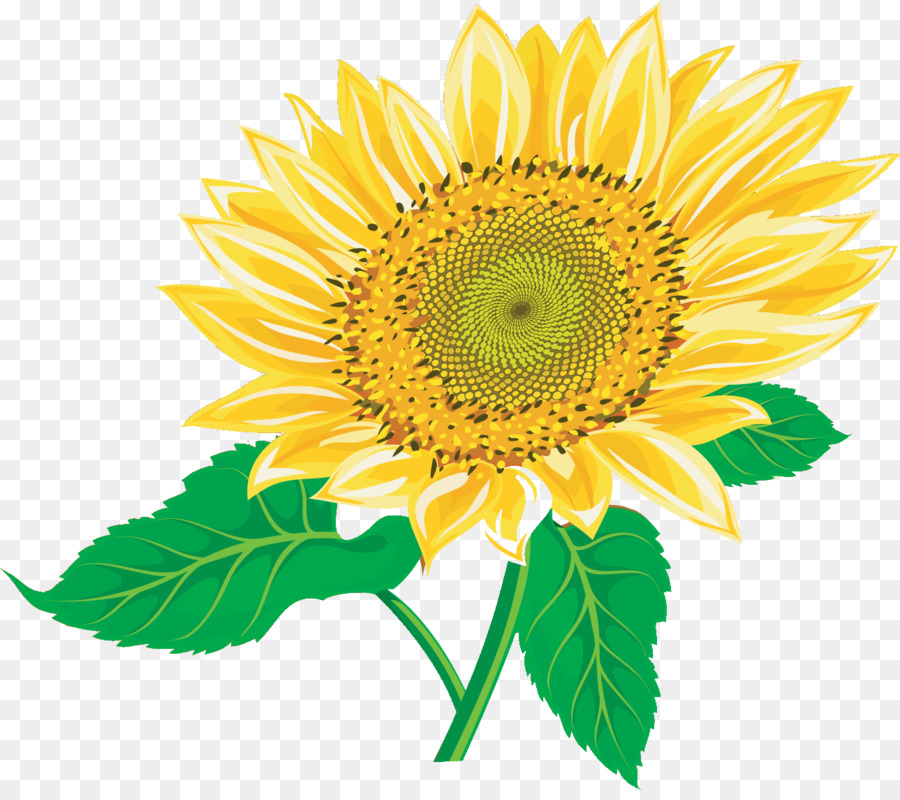 Tournesols，Fleurs PNG