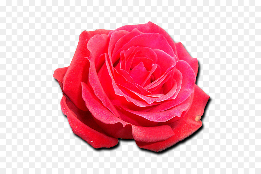 Rose Rose，Fleurir PNG