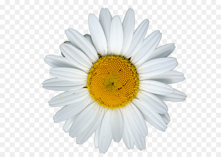 Marguerite Blanche，Marguerite PNG