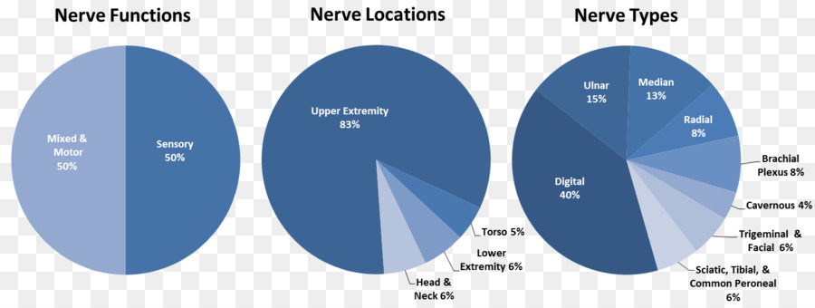 Les Lésions Nerveuses Périphériques，Neurorégénération PNG