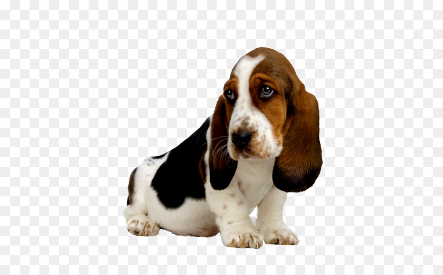 Basset，Chien PNG