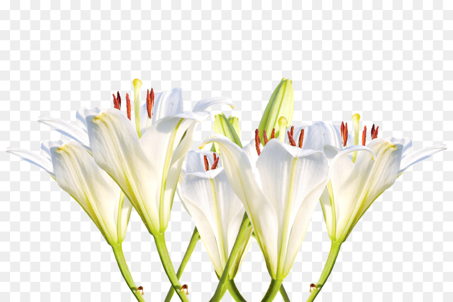 Lys Calla，Blanc PNG