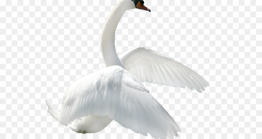 Cygne，Oiseau PNG