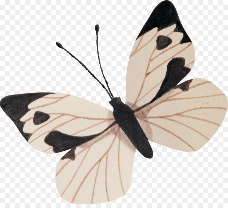 Papillon，Ailes PNG