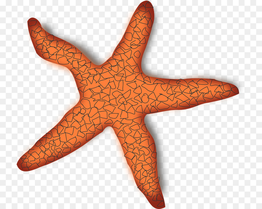 Étoile De Mer，Orange PNG