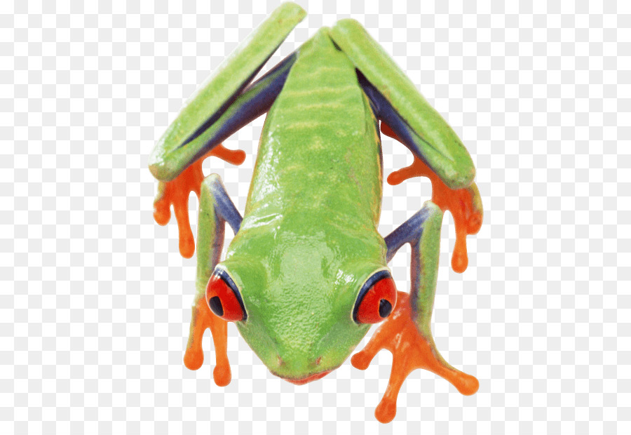 Grenouille，Vrai Grenouille PNG