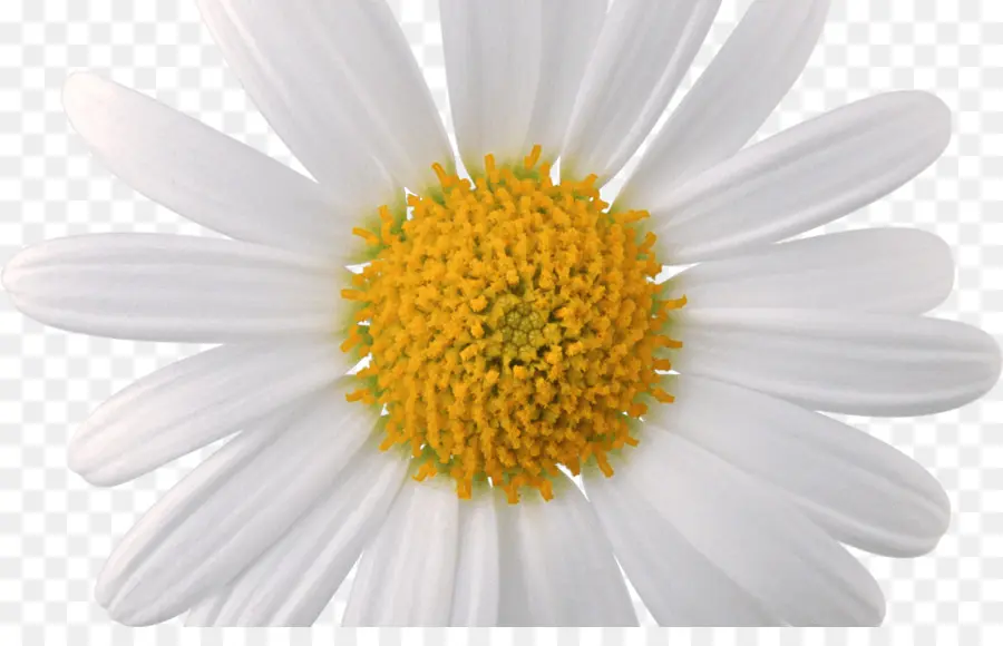 Marguerite，Pétales PNG