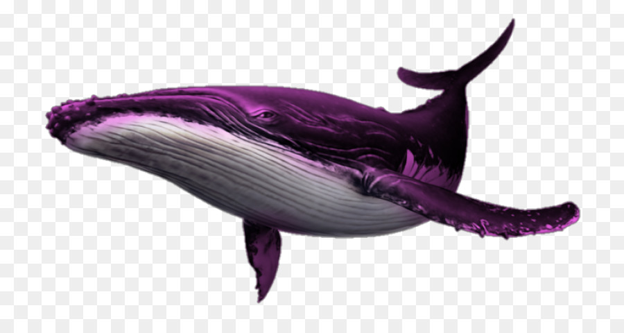 Baleine Violette，Océan PNG