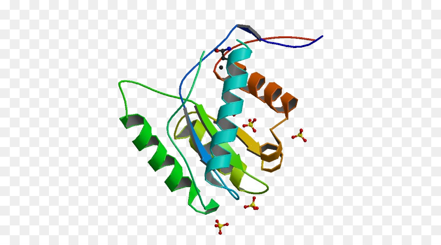 Structure Des Protéines，Molécule PNG