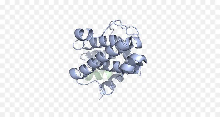 Structure Des Protéines，Biologie PNG