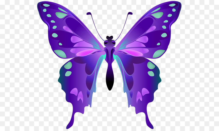 Papillon Violet，Ailes PNG