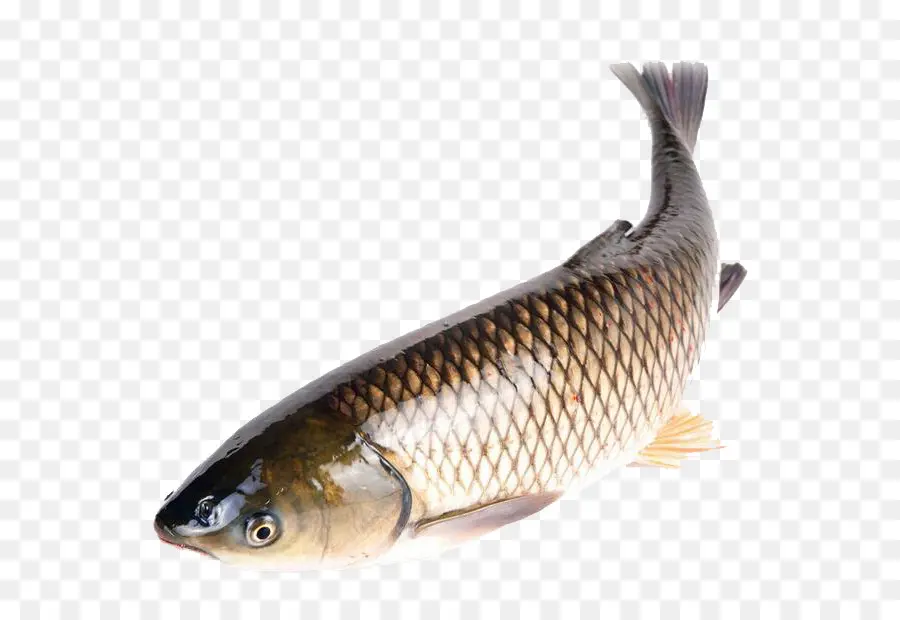 Poisson，Aquatique PNG