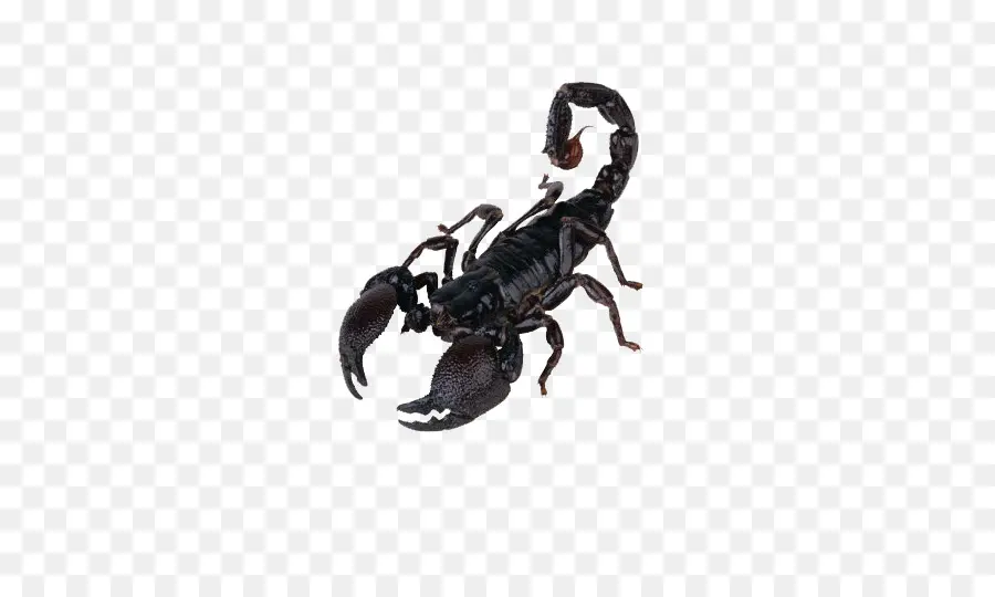 Scorpion，Arachnide PNG