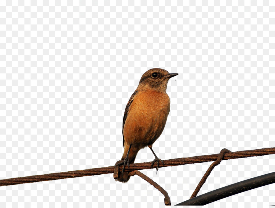 Oiseau，Perche PNG