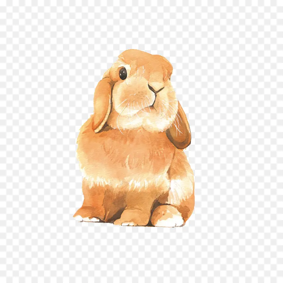 Lapin Illustré，Lapin PNG