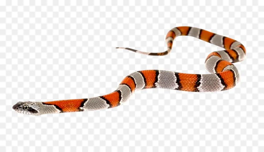 Serpent，Reptile PNG